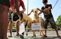 Panitia bersiap melakukan penyembelihan hewan kurban berupa sapi dan domba di halaman Masjid Lautze 2, Jalan Tamblong, Kota Bandung pada Rabu, 27 Mei 2026. (Sumber: Ayobandung.com | Foto: Irfan Al-Faritsi)