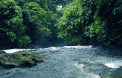 Hutan yang terjaga memberikan kelimpahan sumberdaya alam. Masyarakat memanfaatkan tanpa merusak. (Foto: T. Bachtiar)