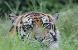 Harimau Sumatera (Panthera tigris sumatrae). (Sumber: Wikimedia Commons | Foto: Nyonyofoto)