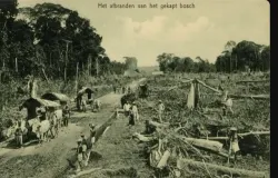 Pembukaan lahan di Sumatra Utara pada 1910 untuk dijadikan perkebunan. (Sumber: KITLV)