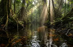 Hutan dan lahan gambut. (Sumber: R.M.A. Ahmad Said Widodo | Foto: R.M.A. Ahmad Said Widodo diolah dengan Nano Banana 2)