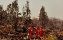 Kebakaran hutan dan lahan (karhutla). (Sumber: kehutanan.go.id)