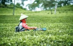 Petani memanen teh di perkebunan teh PTPN VIII, Rancabali, CIwidey, Kabupaten Bandung, Kamis 13 November 2025. (Sumber: Ayobandung | Foto: Kavin Faza)