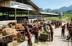 Ilustrasi Mewujudkan SMK Peternakan Jurusan Pakan yang sesuai dengan perkembangan teknologi. (Sumber: dokpri | Foto: Totok Siswantara)
