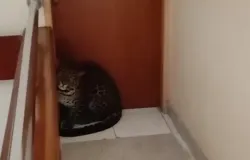 Seekor macan terdampar di rumah warga. (Sumber: ayobandung.com | Foto: Istimewa via ayobandung.com)