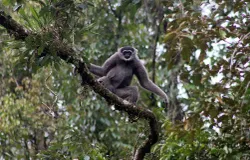 Owa Jawa. (Sumber: Wikimedia Commons | Foto: A.Baihaqi)