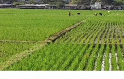Hamparan sampah di kota Bandung dan petani yang sedang beraktivitas (Sumber: Ayobandung.com)
