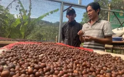 Budidaya Kopi Leberika, Petani Bandung Barat Berhasil Lestarikan Warisan Flora Belanda