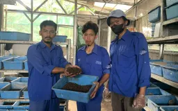 Rumah Maggot Binong Olah Ribuan Kilogram Sampah Organik Setiap Bulan