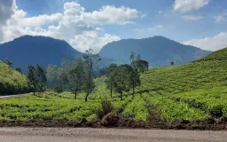 Keheningan yang Menyapa dari Kebun Teh Pangalengan