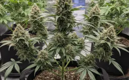 Bisakah Kesehatan Jadi Alasan? Mempersoalkan Legalisasi Ganja Medis di Indonesia