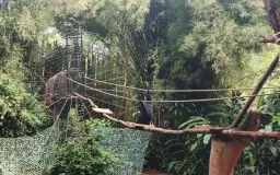 Kematian 7 Satwa di Bandung Zoo, Kisruh Internal dan Bayangan Kasus Kardit yang Belum Hilang