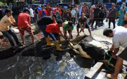 Merawat Tradisi, Memuliakan Manusia Saat Idul Adha