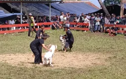 Melestarikan Seni Ketangkasan Adu Domba di Cimaung