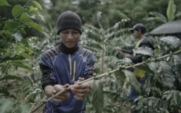 Kopi Jawa Barat di Persimpangan, Komoditas Ramah Konservasi yang Terancam Lesunya Ekonomi