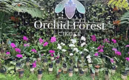 Meresapi Harmoni Musik di Tengah Hutan Pinus Lembang