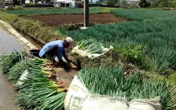 Ketahanan Pangan dari Ciwidey, Kisah Petani yang Bertahan di Tengah Ketidakpastian