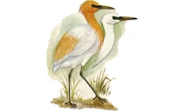 Cikuntul, Lahan Basah Tempat Burung Kuntul Berburu Pakan
