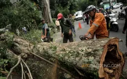 Penebangan Pohon Malam Hari: Kejahatan Lingkungan atau Sekadar Pelanggaran Administratif?