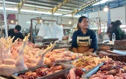 Harga Daging Ayam Melambung Tinggi, Simalakama Makanan Bergizi