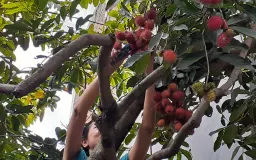 Paling Asyik Ngabuburit Benahi Tanaman Hortikultura di Halaman Rumah