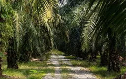 Hilirisasi Sawit di Jabar, Minim Kebun tapi Padat Industri Pengolahan