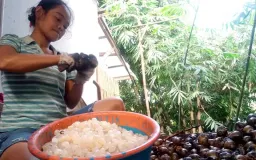 Berkah Caruluk