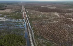 Hutan di Papua Selatan yang Dincar untuk PSN Seluas 3,5 Juta Lapangan Sepakbola Standar FIFA  
