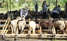 Makna Berkurban di Tengah Hidup yang Serba Sulit