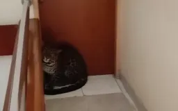 Bukan Macan yang Salah Cari Alamat, tapi Kita yang Mengubah Alamat Mereka