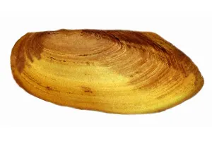 Kijing air tawar (Pilsbryoconcha exilis) ini cangkangnya keras, tapi daging lunak. Bentuknya gepeng, warnanya putih gading. (Sumber: Istimewa)