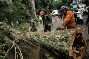 Aktivita penebangan pohon di Kota Bandung. (Sumber: ayobandung.com | Foto: Ayo Bandung)