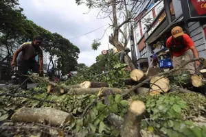 Dinas Perumahan dan Kawasan Permukiman (DPKP) melakukan pemangkasan sejumlah pohon di ruas jalan Kota Bandung. (Sumber: Ayobandung.id | Foto: Irfan Al-Faritsi)