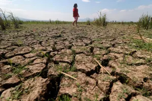 Sawah mengalami kekeringan di musim Kemarau. (Sumber: Ayobandung.id | Foto: Kavin Faza)
