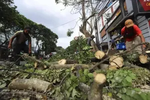 Dinas Perumahan dan Kawasan Permukiman (DPKP) melakukan pemangkasan sejumlah pohon di ruas jalan Kota Bandung. (Sumber: Ayobandung.com | Foto: Irfan Al-Faritsi)
