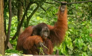 Orang utan di hutan Kalimantan. (Sumber: Pexels | Foto: Tim Morgan)