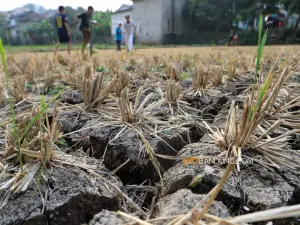 Sawah yang mengering akibat kemarau di Padalarang, Kabupaten Bandung Barat, Kamis, 30 Juli 2026. (Sumber: Ayobandung.com | Foto: Irfan Al-Faritsi)