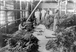 Tembakau kering di Jawa Timur sebelum tahun 1939. (Sumber: Wereldmuseum Amsterdam)