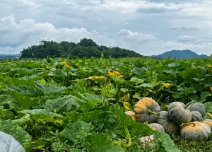Waluh besar hasil pertanian waduk surut di Desa Cisurat, Kecamatan Wado, Kabupaten Sumedang, (11/6/2026). (Sumber: Ayobandung.id | Foto: Aris Abdulsalam)