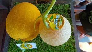 Hasil budidaya melon premium di Desa Margamukti, Sumedang Utara, (22/5/2026). (Sumber: Ayobandung.id | Foto: Aris Abdulsalam)
