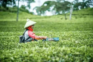 Petani memanen teh di perkebunan teh PTPN VIII, Rancabali, CIwidey, Kabupaten Bandung, Kamis 13 November 2025. (Sumber: Ayobandung | Foto: Kavin Faza)