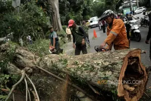 Pohon tumbang di Kota Bandung. (Sumber: Ayobandung)