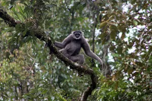 Owa Jawa. (Sumber: Wikimedia Commons | Foto: A.Baihaqi)