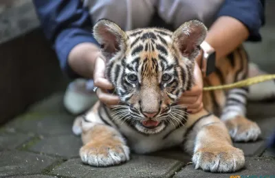 Huru dan Hara mati akibat terinfeksi virus feline panleukopenia. Hara lebih dulu mati pada 24 Maret 2026, disusul Huru pada 26 Maret 2026. (Sumber: ayobandung.id | Foto: Kavin Faza)
