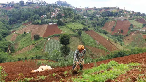 Petani menggarap lahan pertaniannya di kawasan Cimenyan, Kabupaten Bandung. (Sumber: ayobandung.id | Foto: Irfan Al-Faritsi)