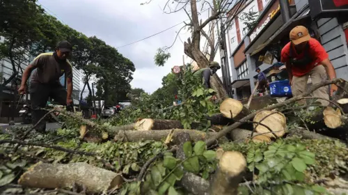 Dinas Perumahan dan Kawasan Permukiman (DPKP) melakukan pemangkasan sejumlah pohon di ruas jalan Kota Bandung. (Sumber: Ayobandung.id | Foto: Irfan Al-Faritsi)
