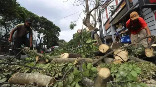 Dinas Perumahan dan Kawasan Permukiman (DPKP) melakukan pemangkasan sejumlah pohon di ruas jalan Kota Bandung. (Sumber: Ayobandung.com | Foto: Irfan Al-Faritsi)