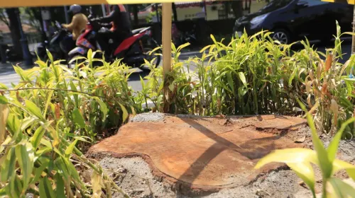 Sisa pohon yang ditebang di Jalan LLRE Martadinata (Jalan Riau), Kota Bandung, Selasa 4 Agustus 2026. (Sumber: ayobandung.id | Foto: Irfan Al Faritsi)