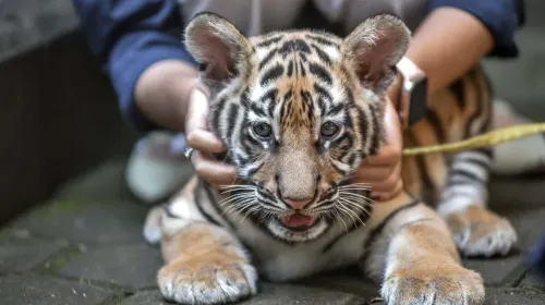 Huru dan Hara mati akibat terinfeksi virus feline panleukopenia. Hara lebih dulu mati pada 24 Maret 2026, disusul Huru pada 26 Maret 2026. (Sumber: ayobandung.id | Foto: Kavin Faza)